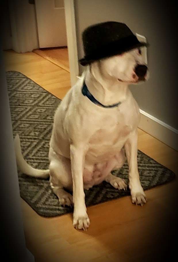 Help Cover Harley's Final Vet Costs campaign photo, 6 of 8