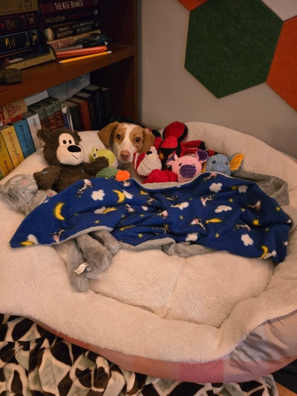 Rescue Dog Abby's Urgent Surgery Fund campaign photo, 6 of 7