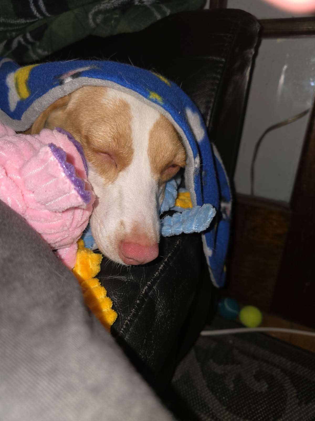 Rescue Dog Abby's Urgent Surgery Fund campaign photo, 2 of 7