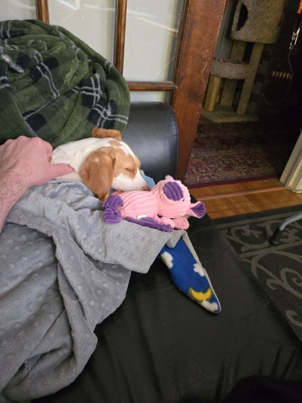 Rescue Dog Abby's Urgent Surgery Fund campaign photo, 4 of 7