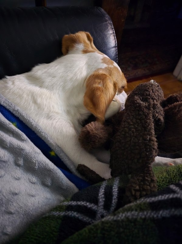 Rescue Dog Abby's Urgent Surgery Fund campaign photo, 5 of 7