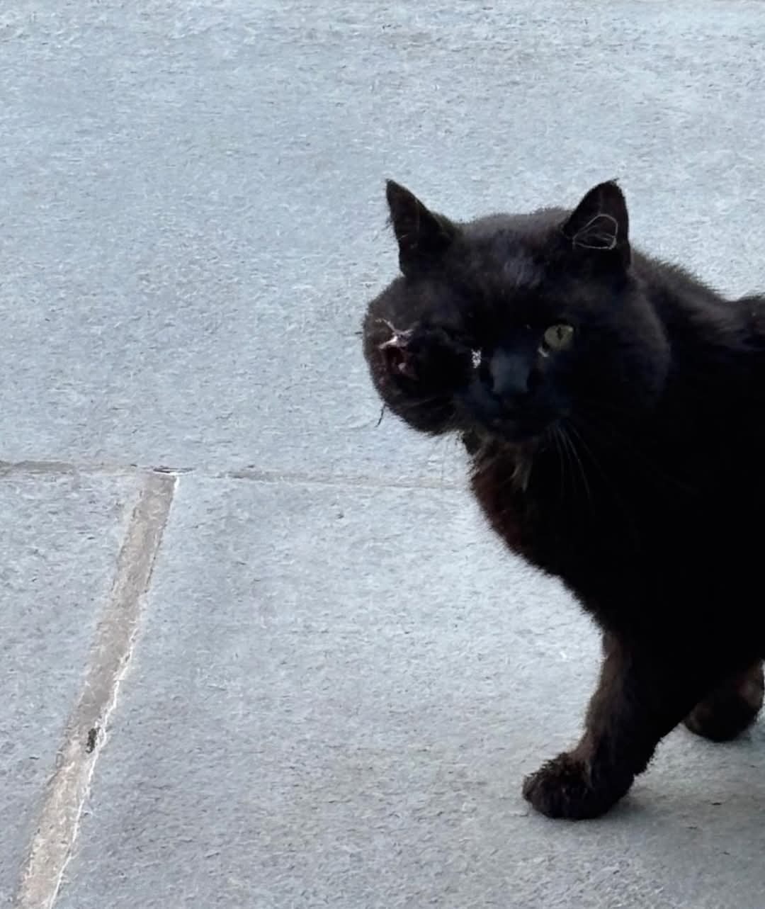 Urgent Help Needed for Kitty's Emergency Care campaign photo, 2 of 4