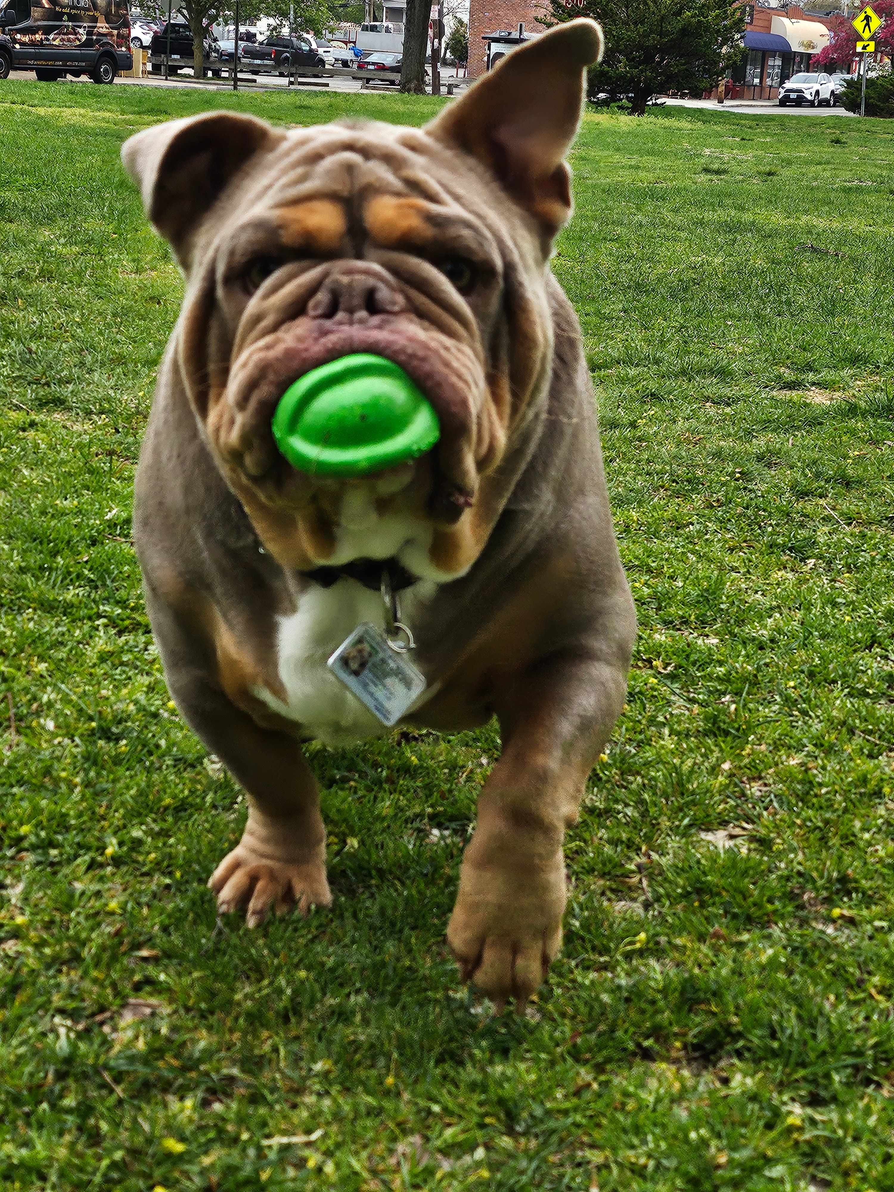Support Baxter's Life-Saving Surgery Costs campaign photo, 7 of 8