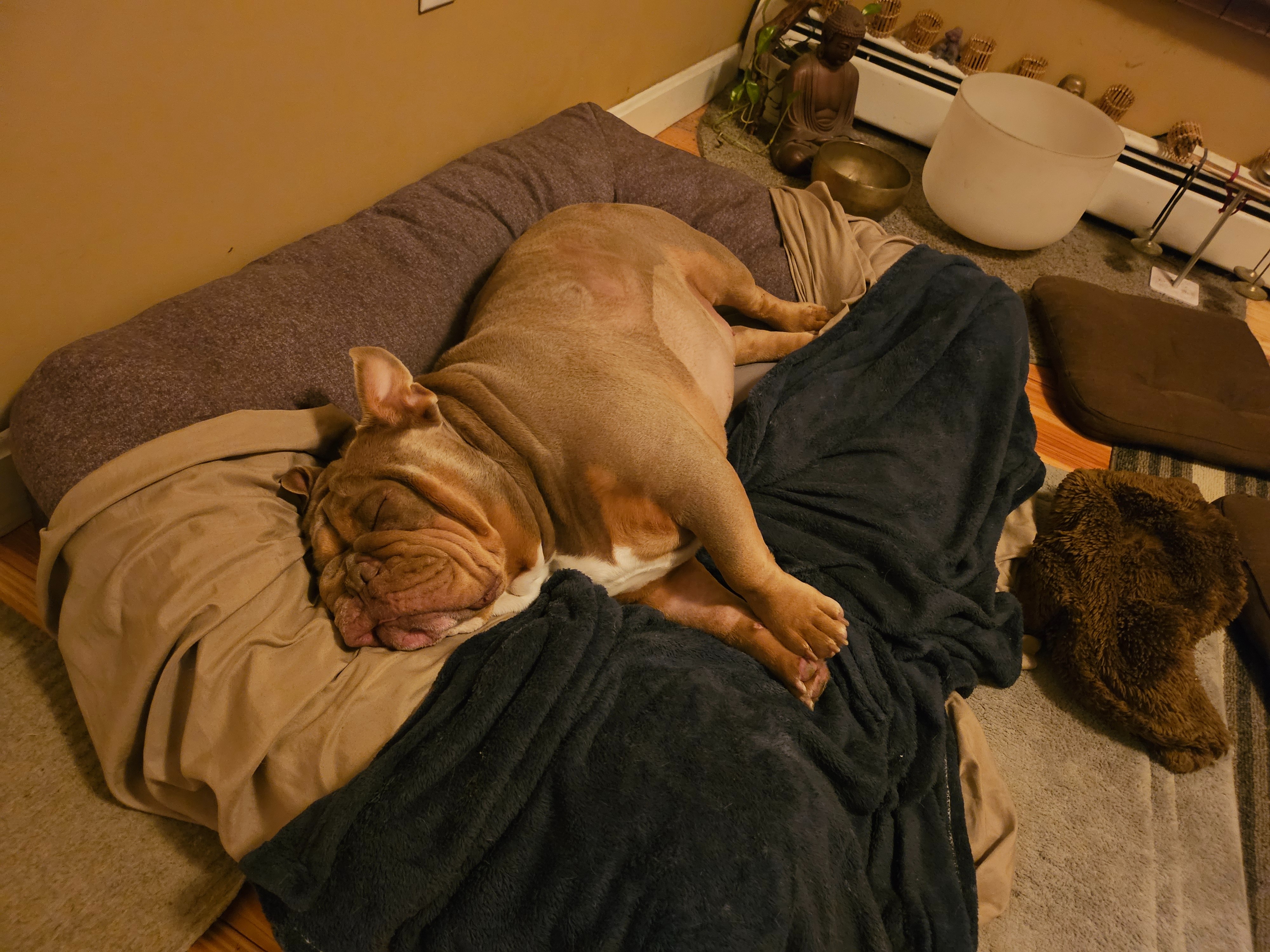 Support Baxter's Life-Saving Surgery Costs campaign photo, 4 of 8