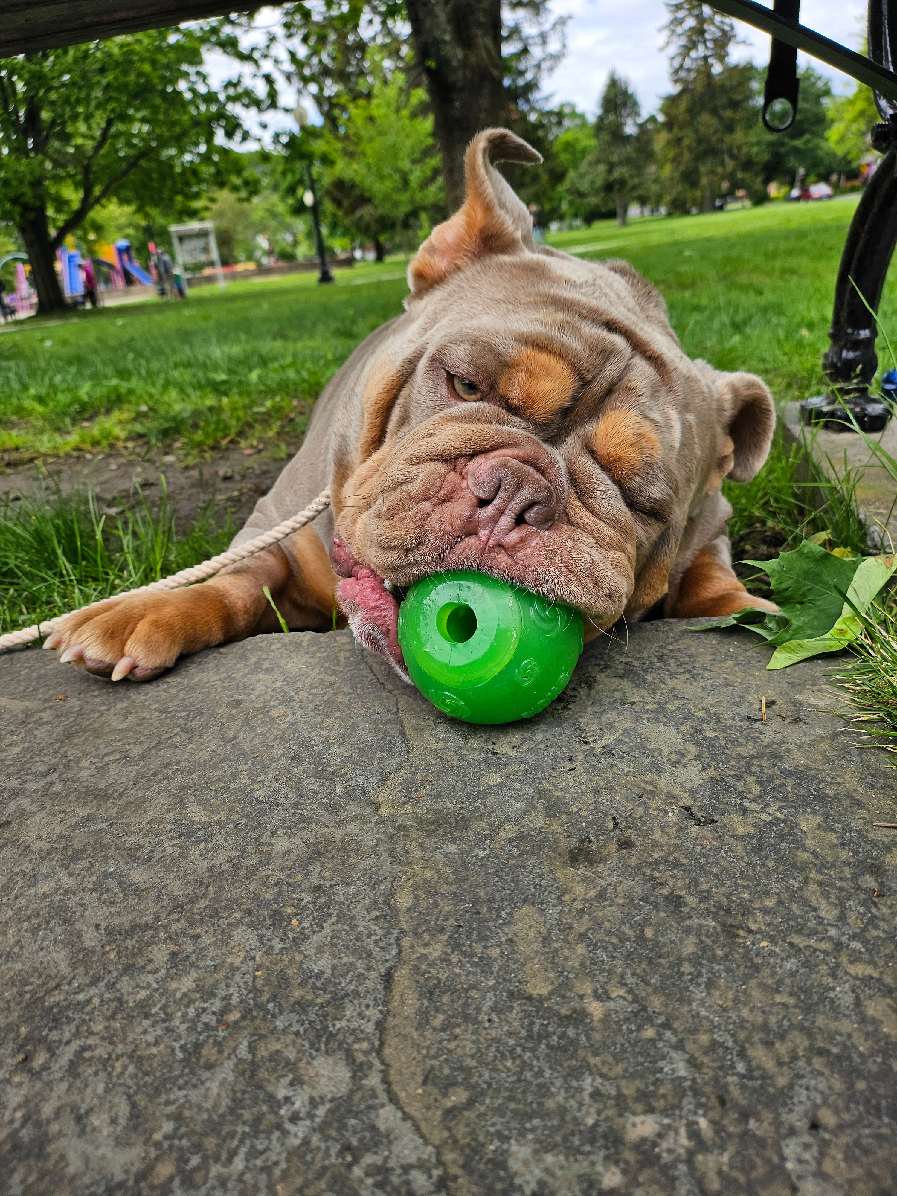 Support Baxter's Life-Saving Surgery Costs campaign photo, 5 of 8