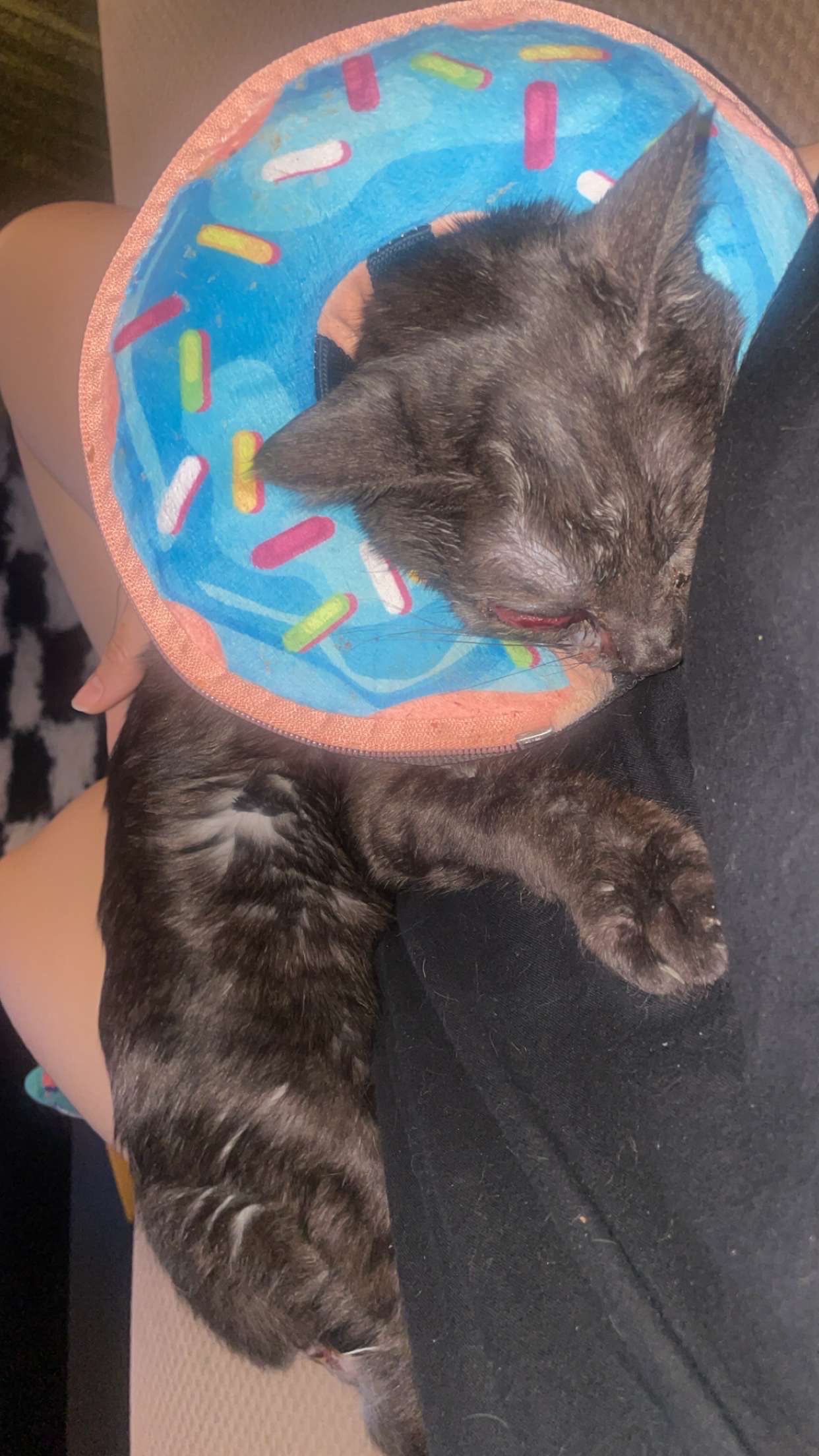 Help Drax, My Three-Legged Kitty, Fight Valley Fever campaign photo, 2 of 7