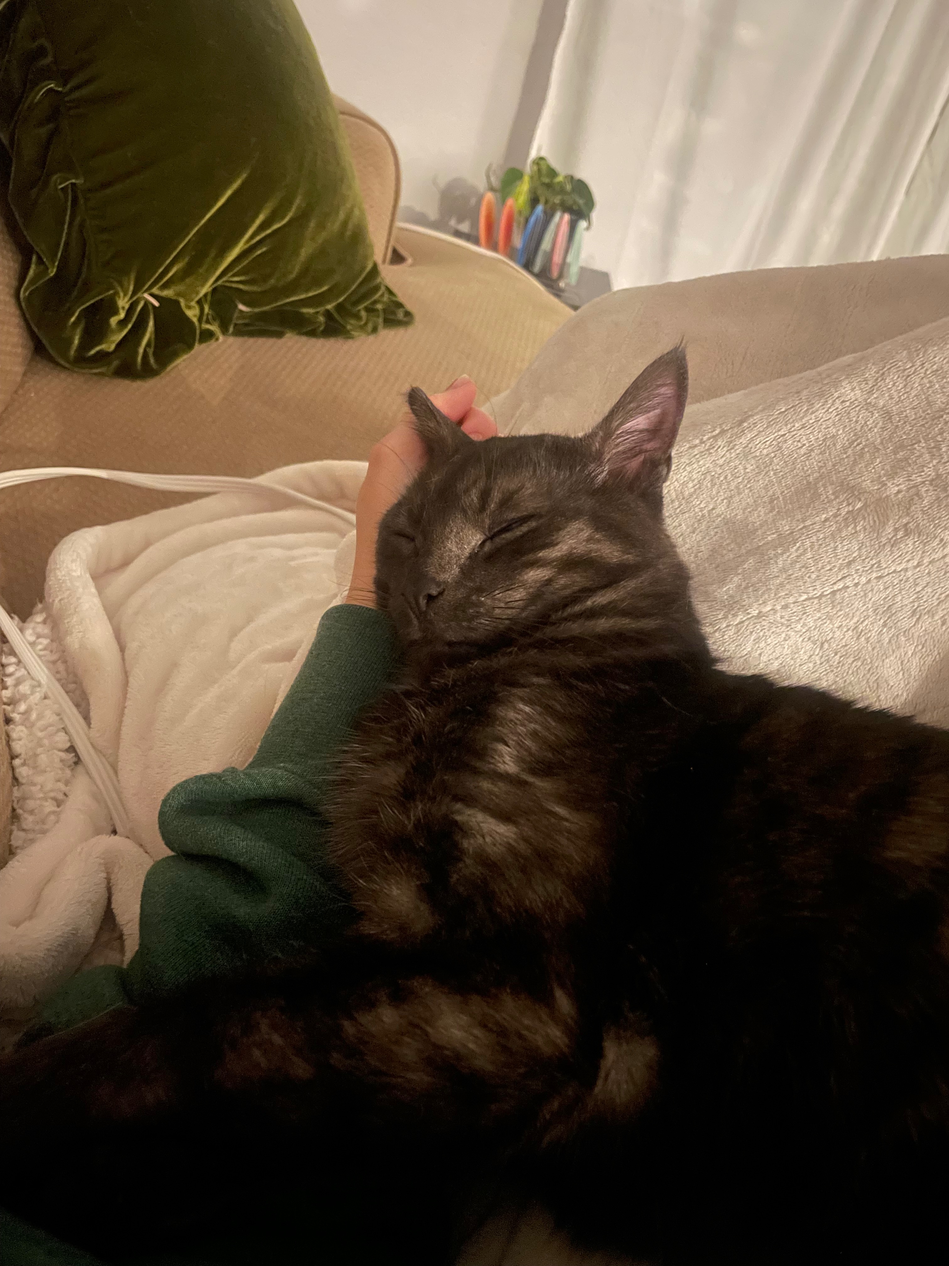 Help Drax, My Three-Legged Kitty, Fight Valley Fever campaign photo, 5 of 7