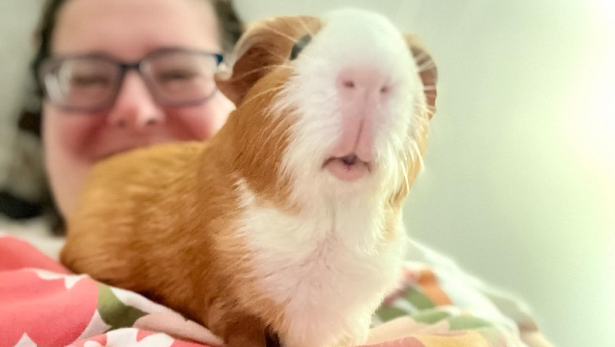 Fundraiser by Brittany Francis Help Wilbur the Guinea Pig Get Life(01)