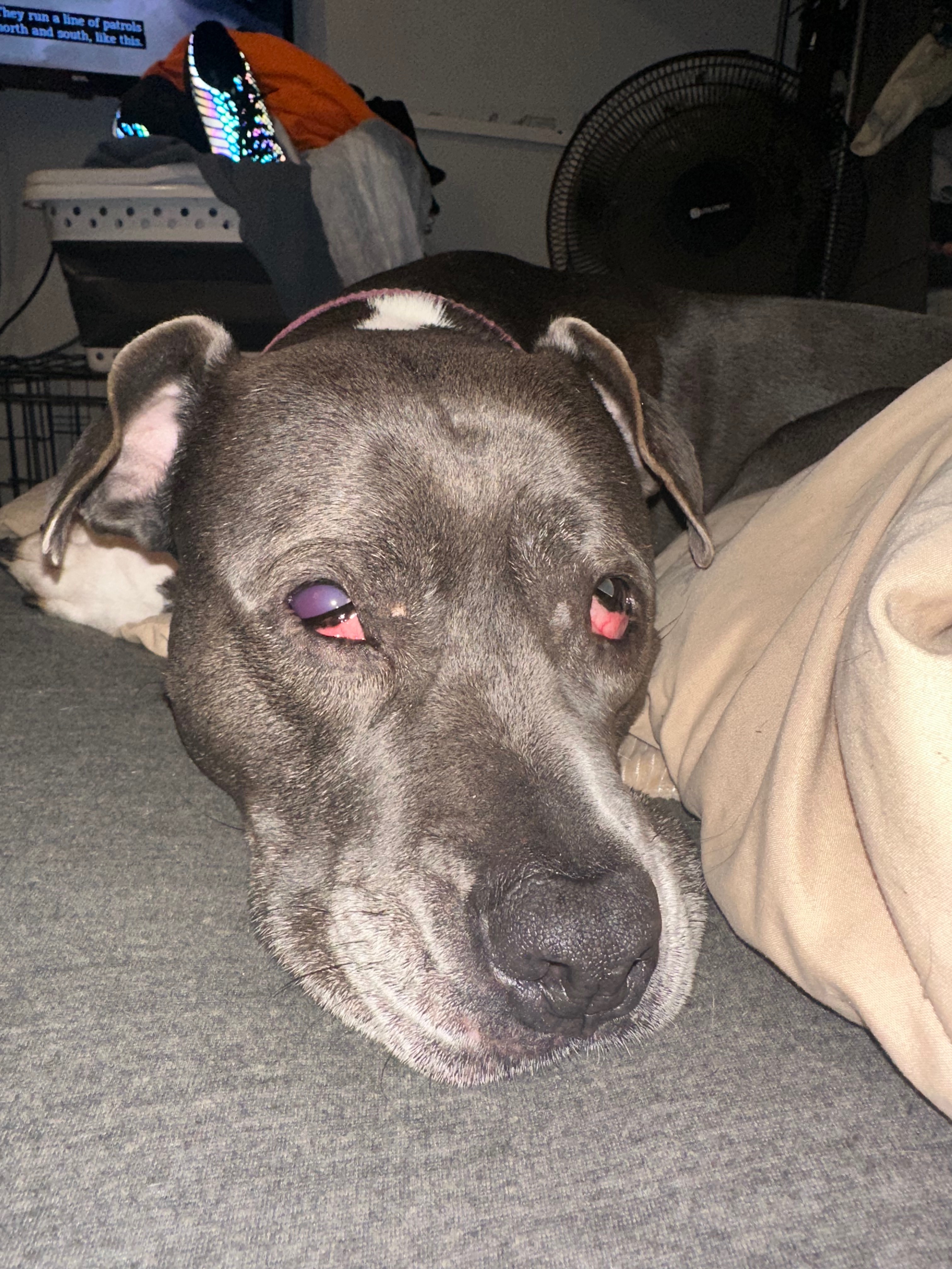 Support Milly's Urgent Eye Surgery campaign photo, 6 of 7