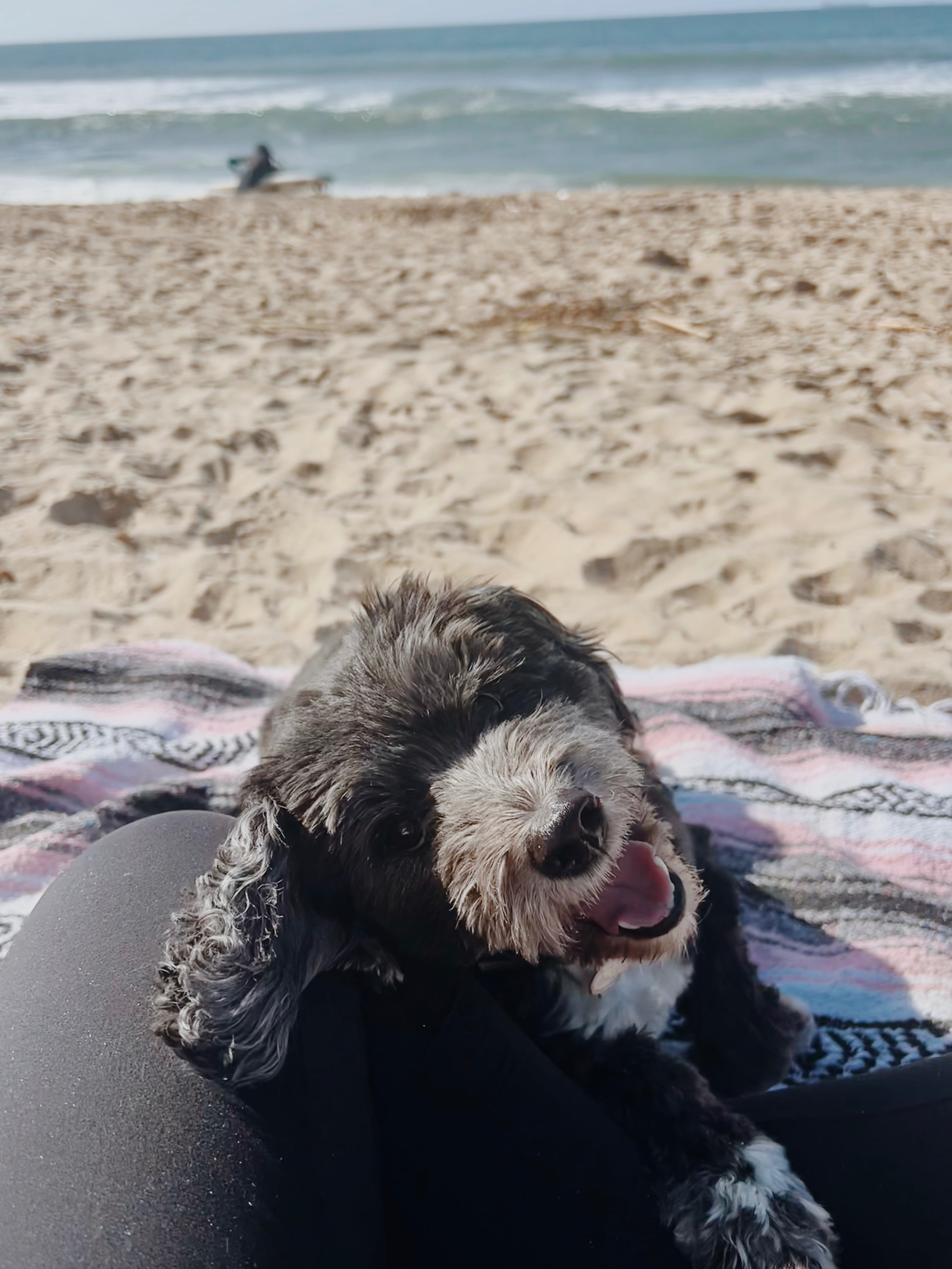 Urgent Surgery Needed for Mazikeen's Health campaign photo, 2 of 4