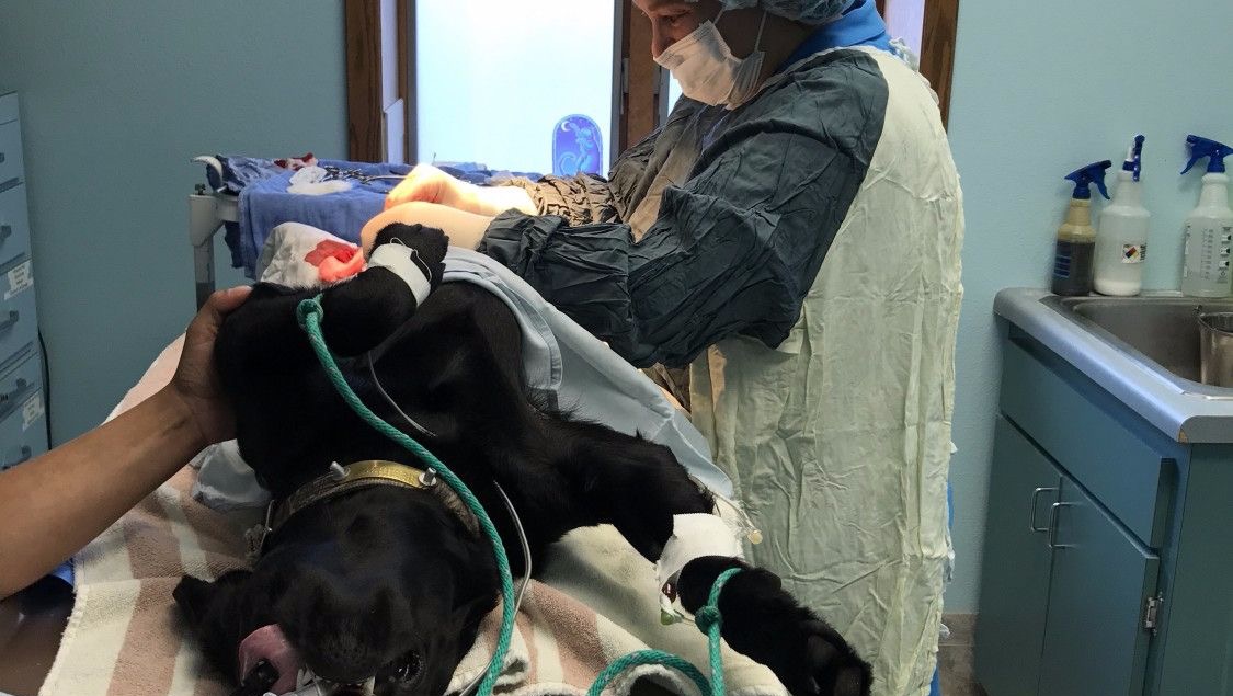 Rocky Needs You: Urgent Surgery for Tumor photo