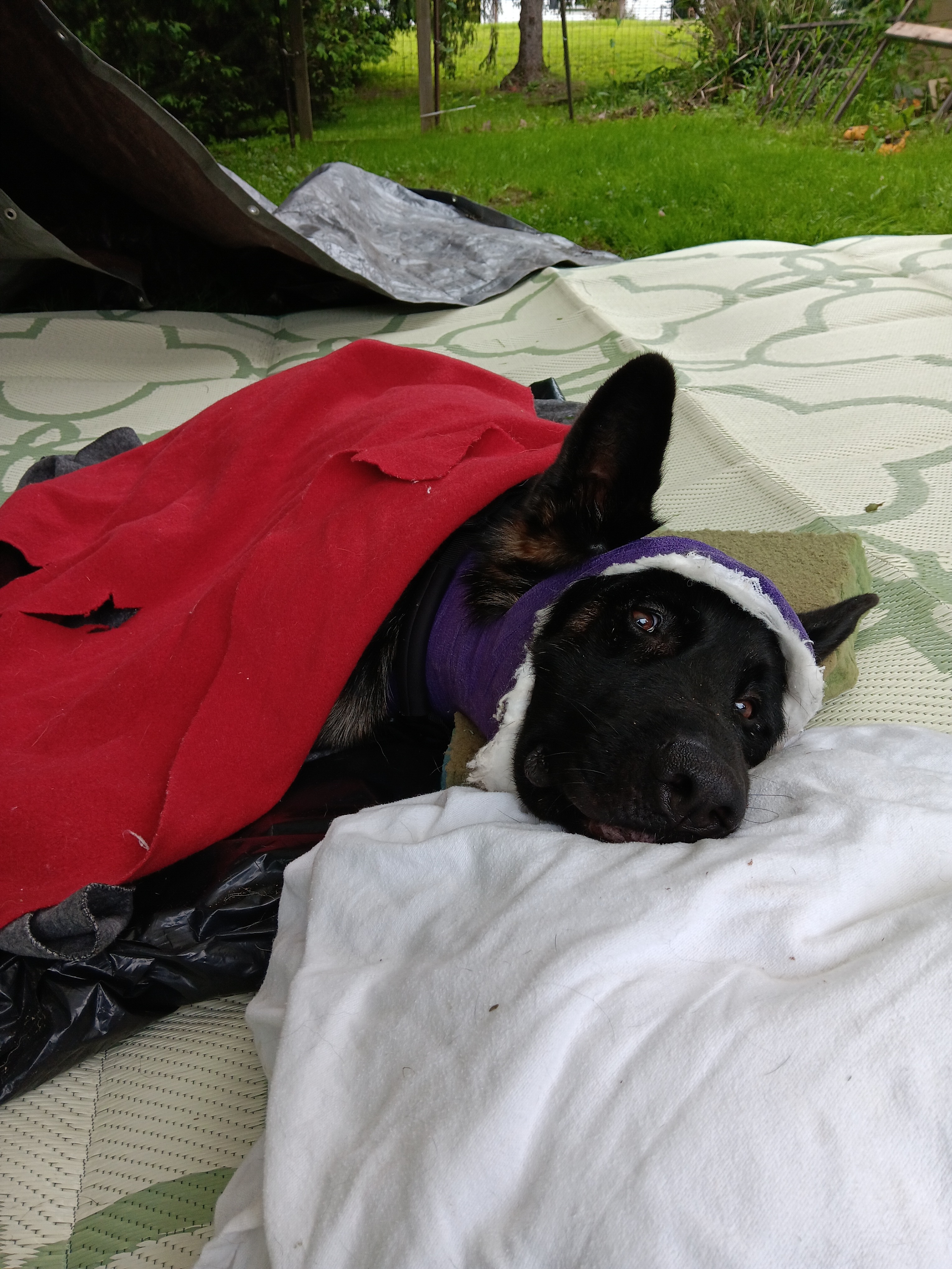 Support Bobby's Urgent Medical Needs campaign photo, 5 of 8