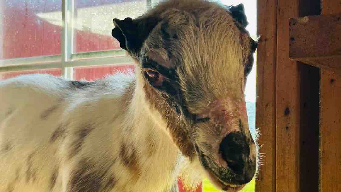 Support House of Wiggle animal care post barn fire photo