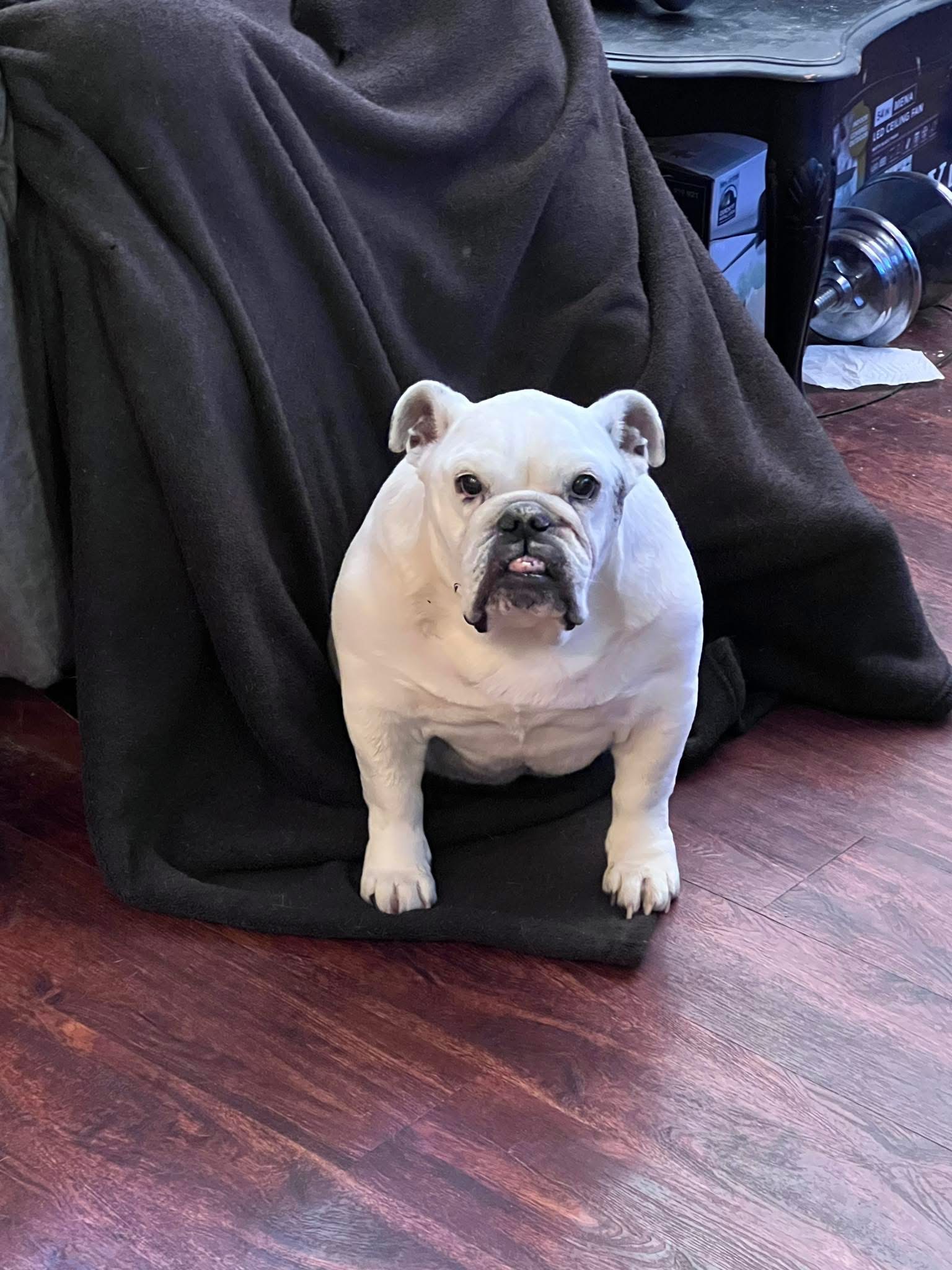 Robbie and Fiona the Bulldog Need Our Help campaign photo, 2 of 4