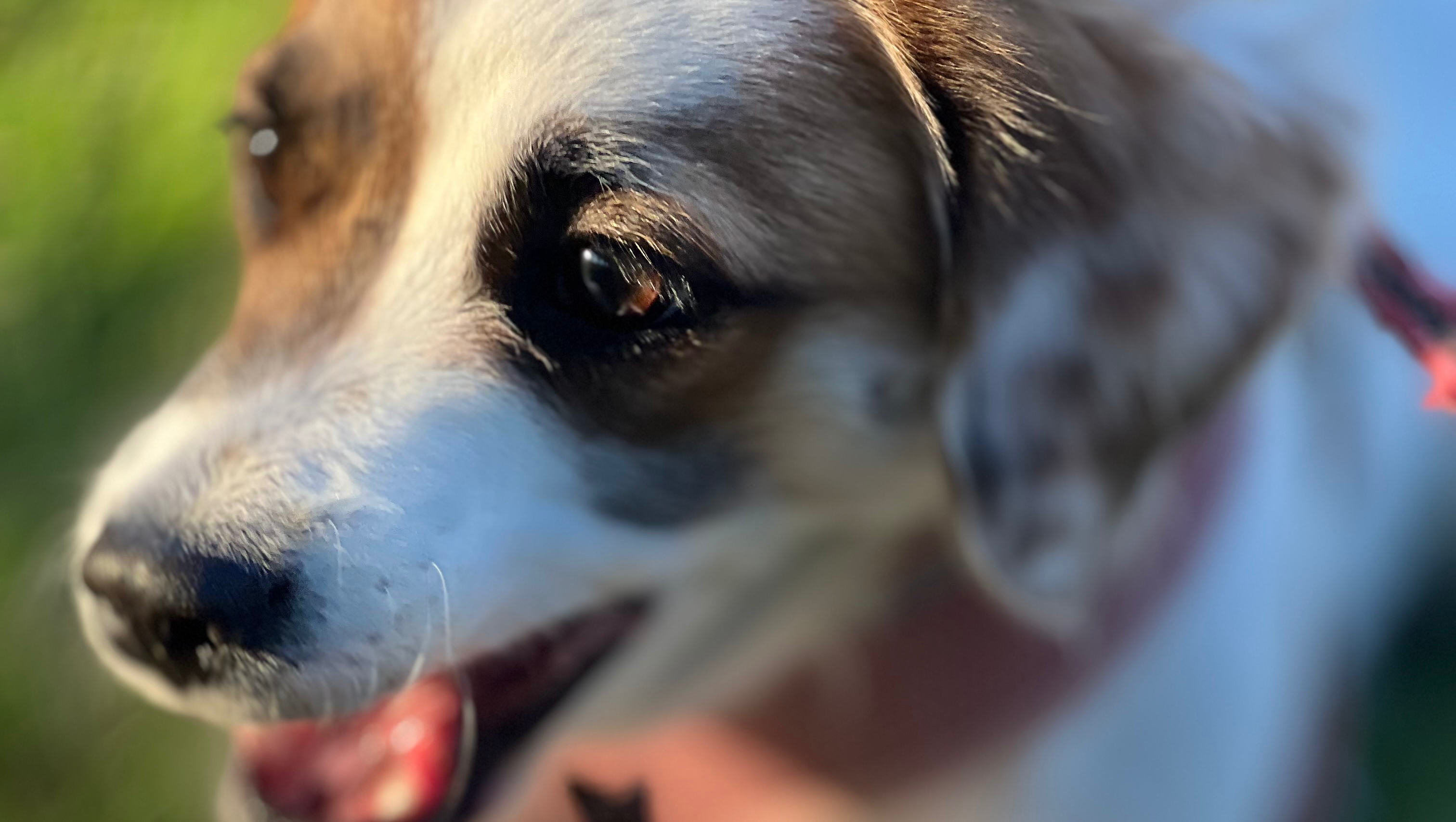 Help Loki Get Urgent Medical Care photo