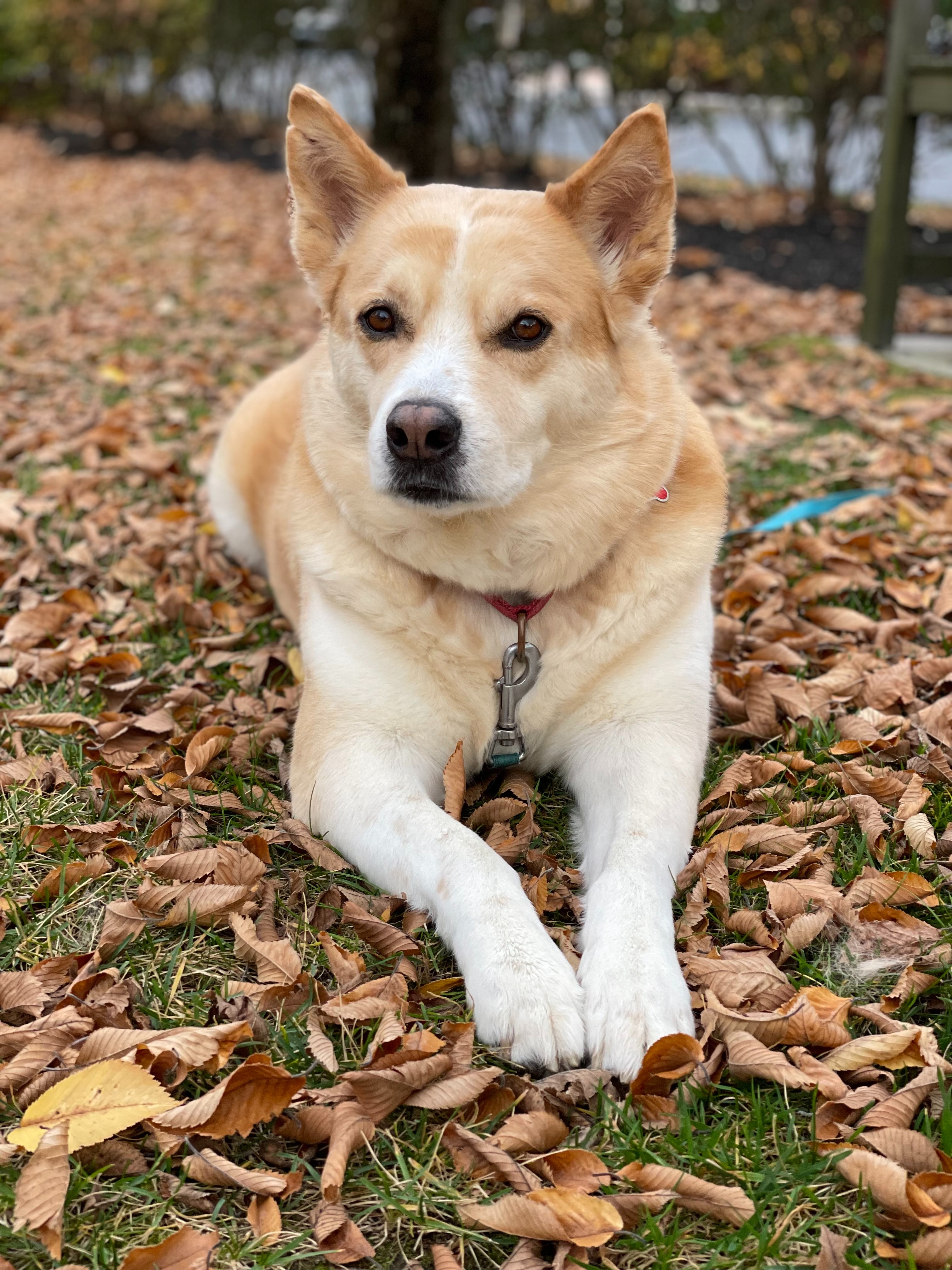 Support Hachi's Surgery and Recovery campaign photo, 4 of 5