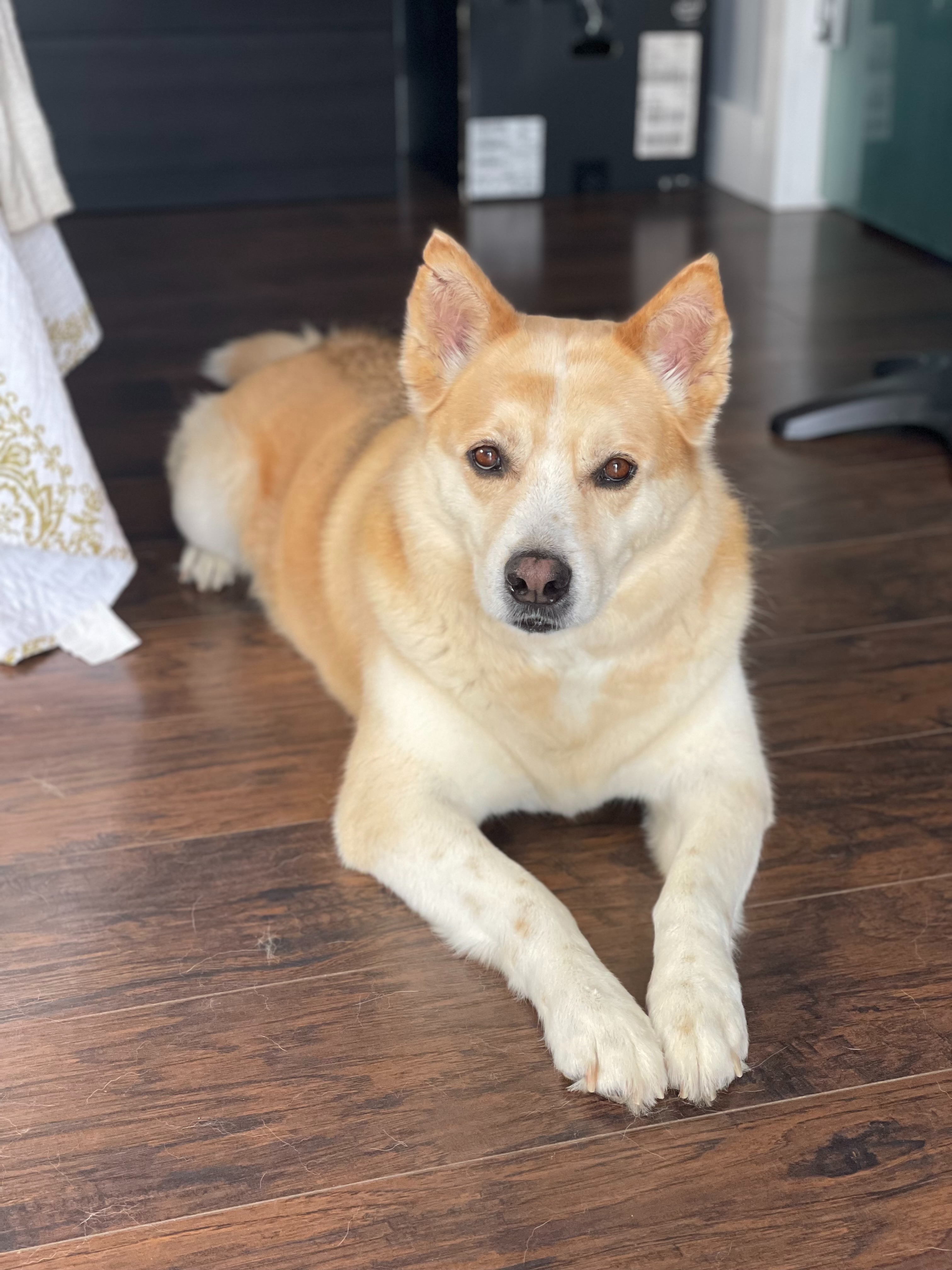 Support Hachi's Surgery and Recovery campaign photo, 2 of 5