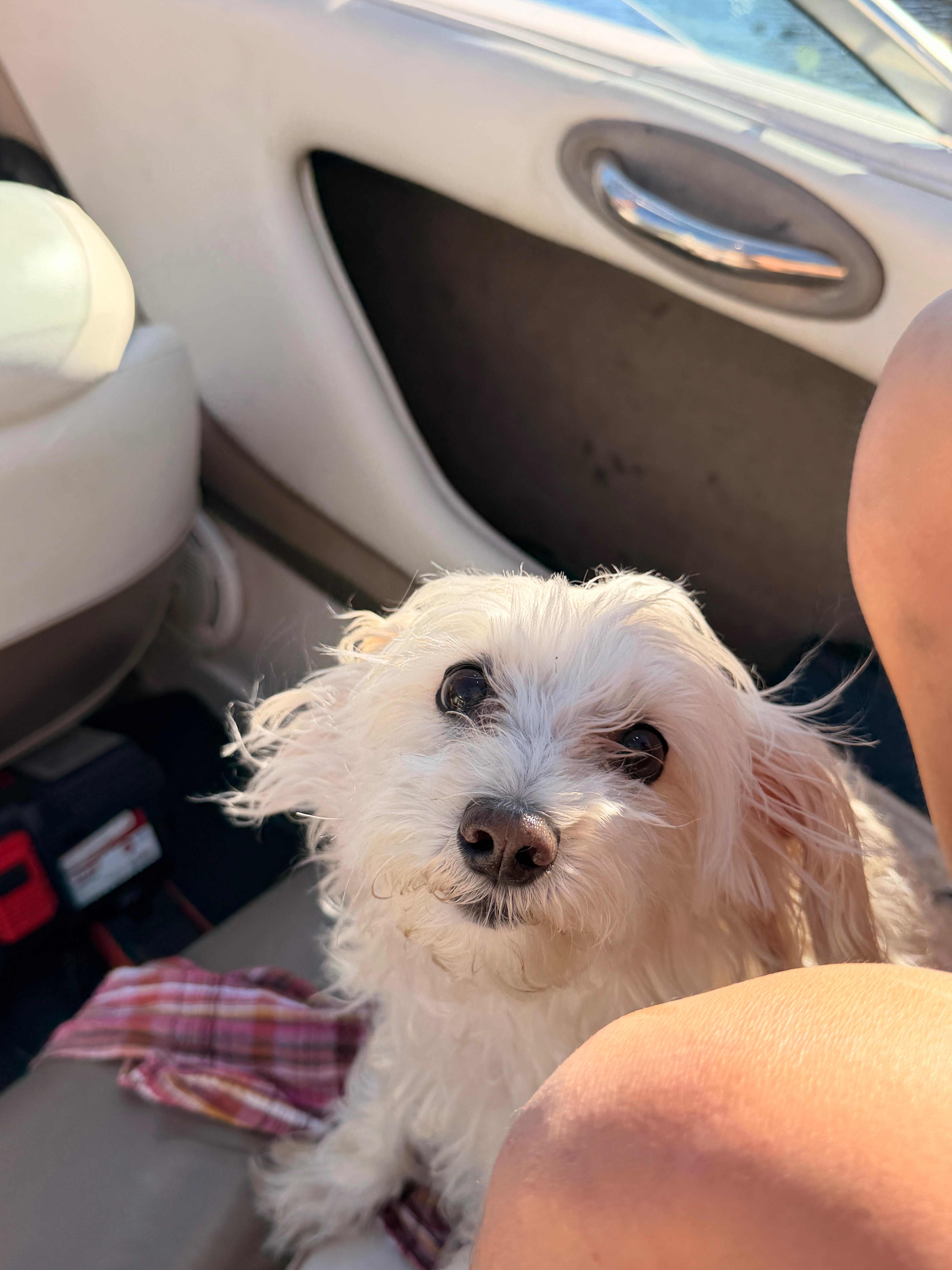 Save Rosie: Urgent Care Needed campaign photo, 2 of 8