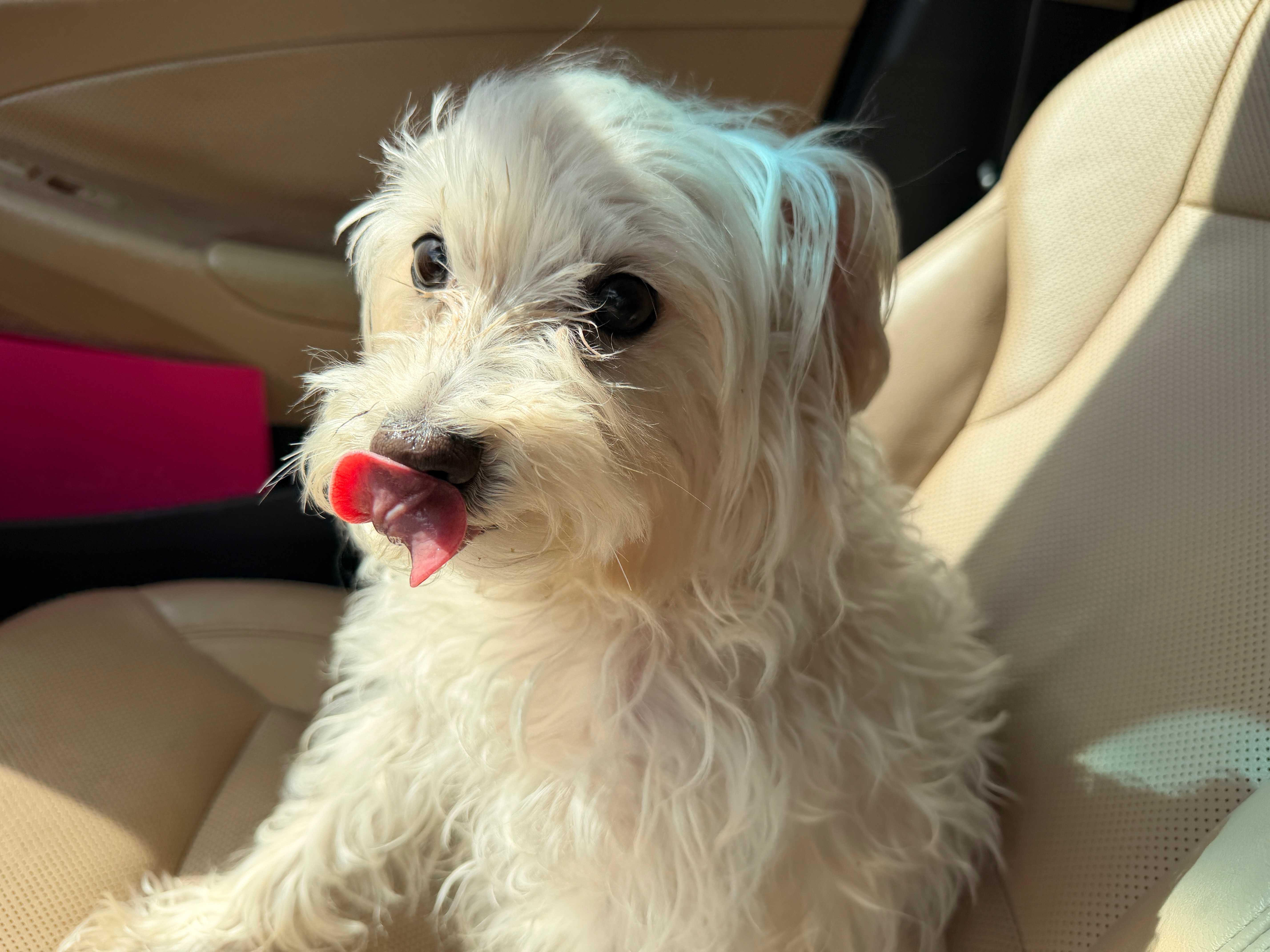 Save Rosie: Urgent Care Needed campaign photo, 4 of 8