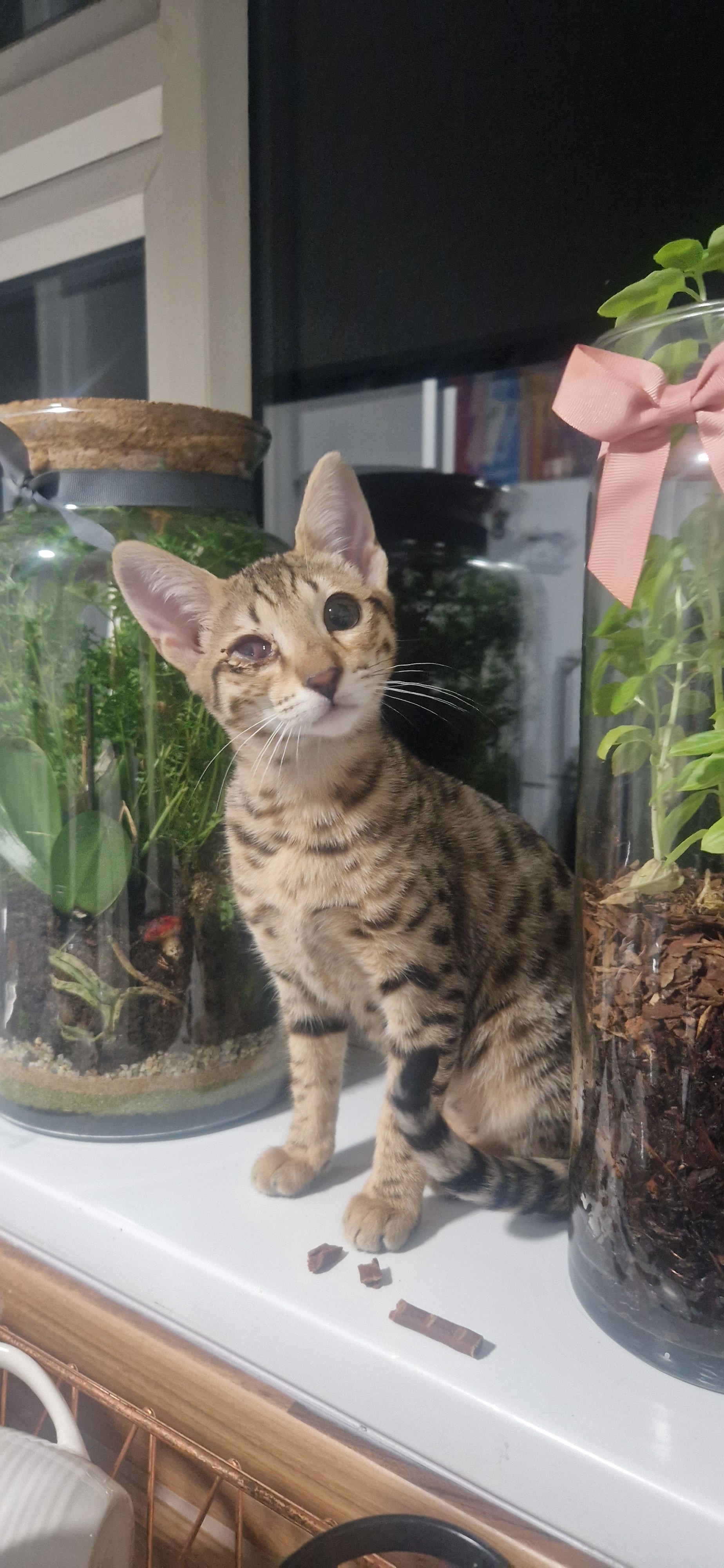 Saving Nayah, From Backyard Breeder To Surviving Cancer campaign photo, 6 of 7