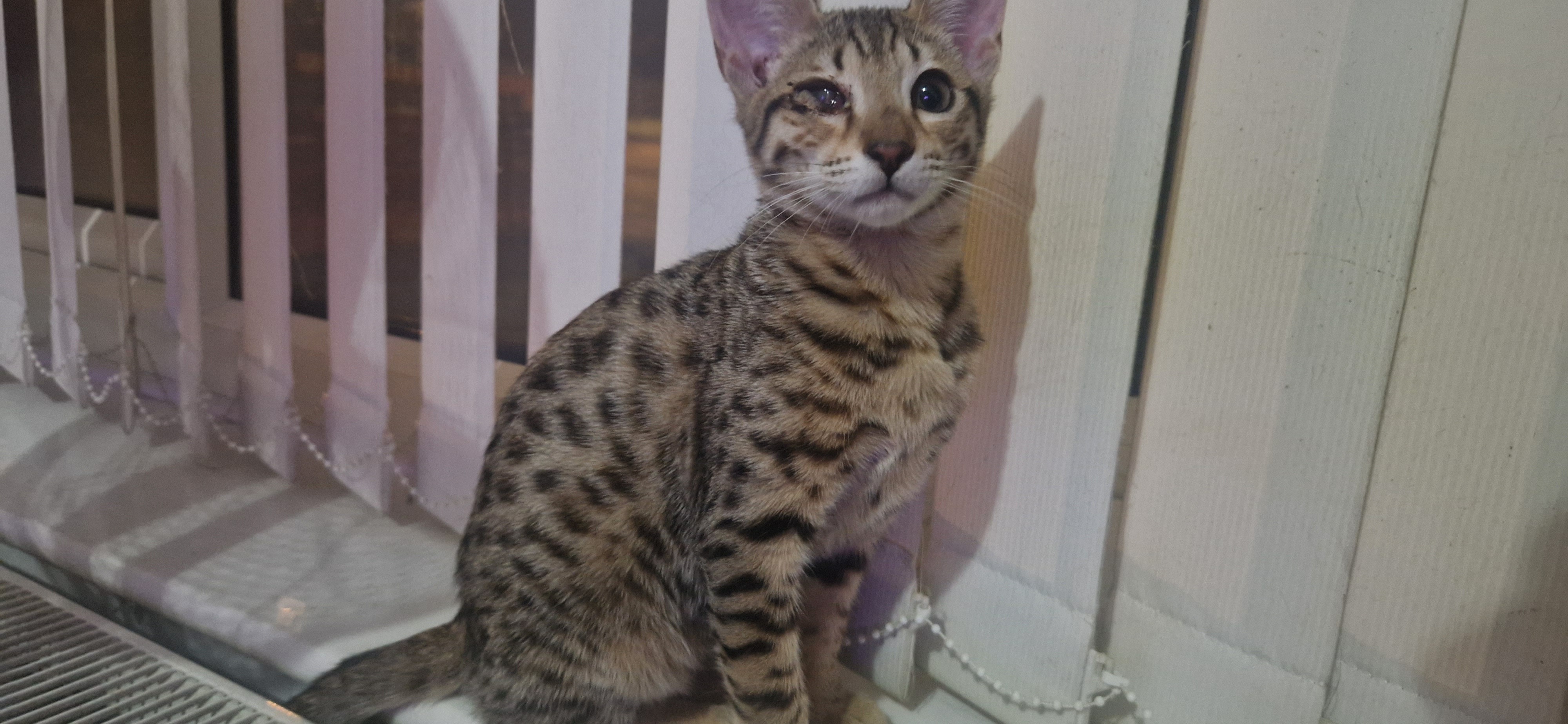 Saving Nayah, From Backyard Breeder To Surviving Cancer campaign photo, 4 of 7