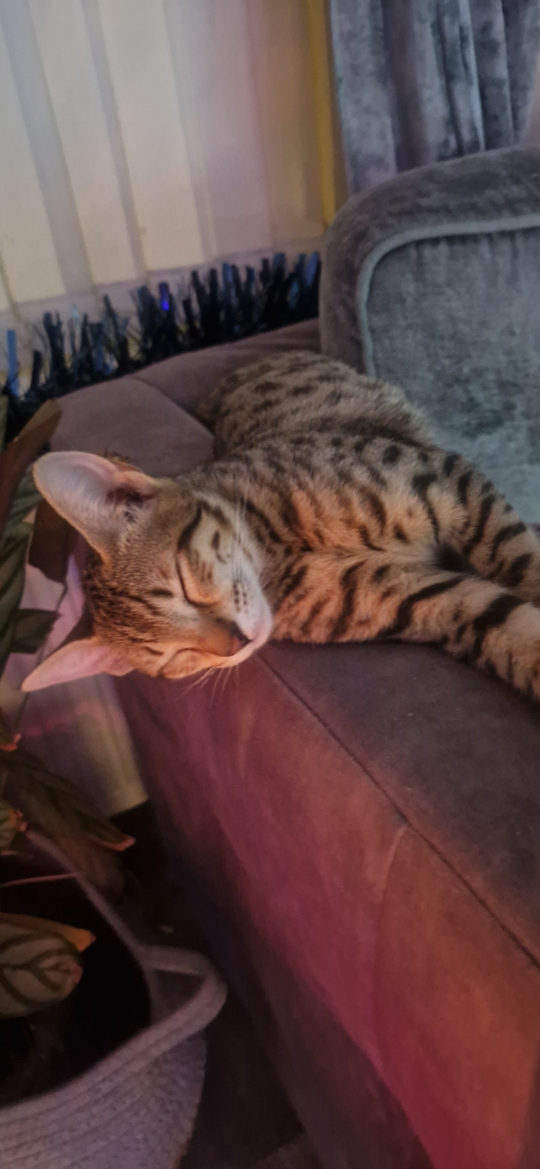 Saving Nayah, From Backyard Breeder To Surviving Cancer campaign photo, 5 of 7