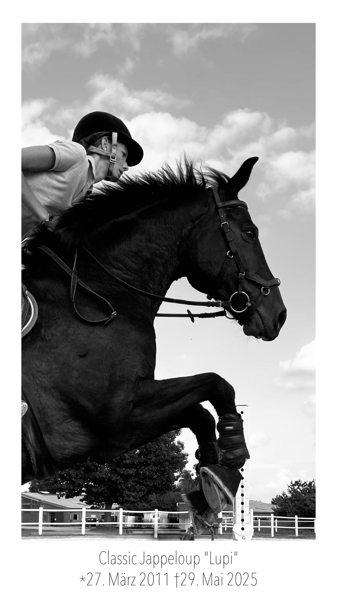 Für Pia & ihr Seelenpferd Classic Jappeloup – „Lupi“ campaign photo, 4 of 7