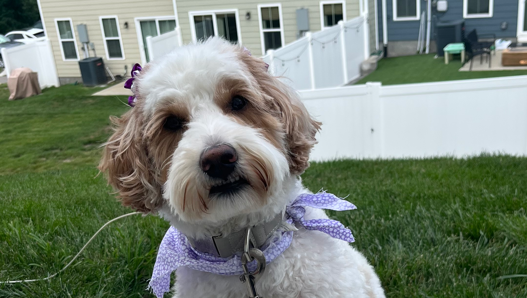 Paws for a Cause: Ella Needs Your Help! photo