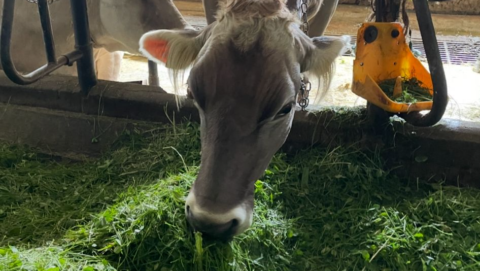 Rettet Milchkuh Alessia vor dem Schlachter photo