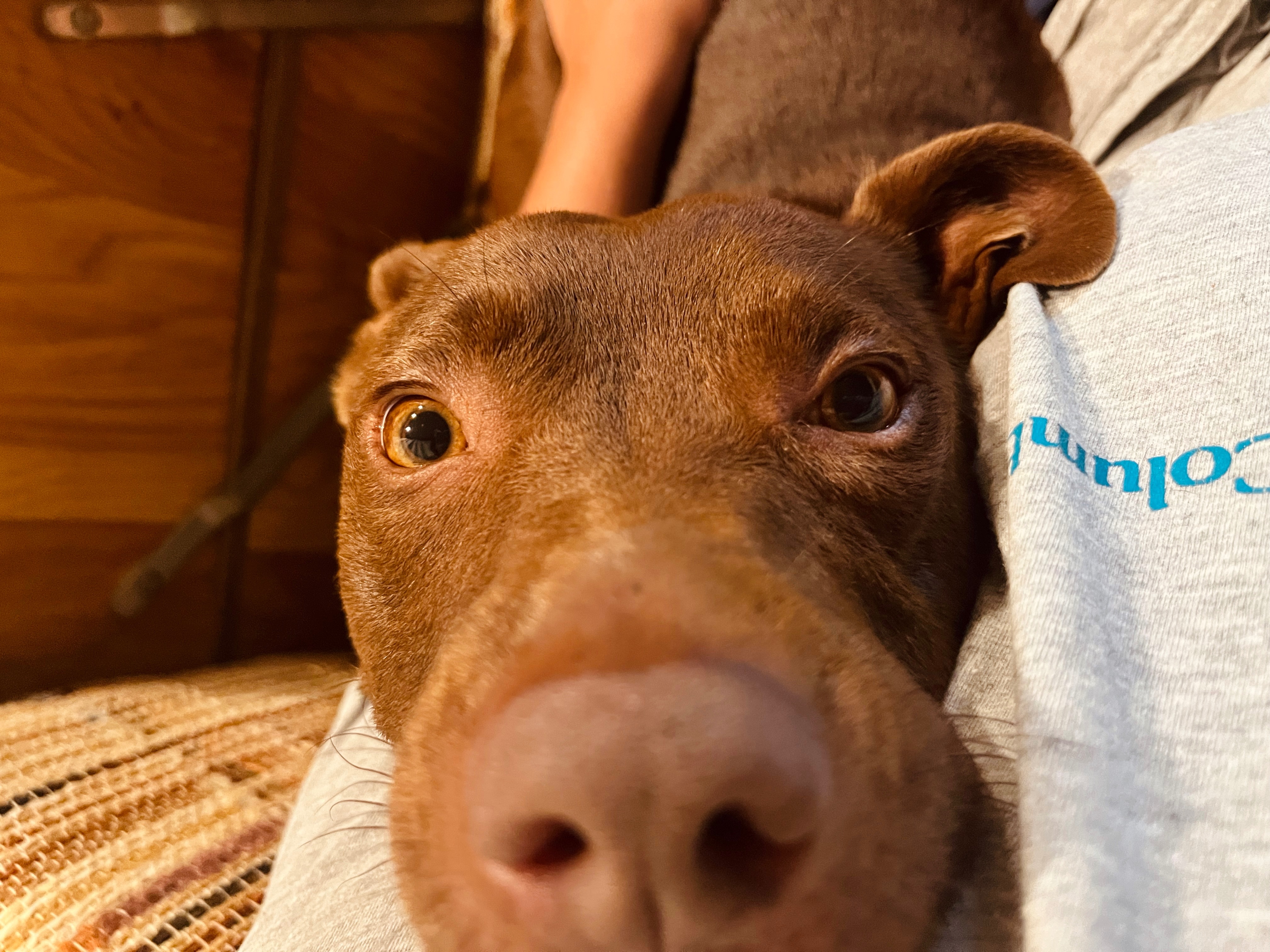 Help Support Charlie's Cancer Surgery campaign photo, 2 of 4