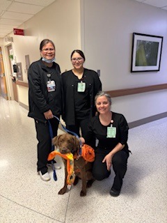 Give Back to Hank: Funding our Therapy Dog's Recovery campaign photo, 2 of 8