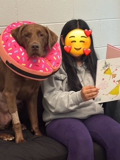 Give Back to Hank: Funding our Therapy Dog's Recovery campaign photo, 4 of 8