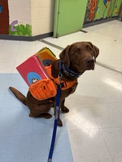 Give Back to Hank: Funding our Therapy Dog's Recovery campaign photo, 6 of 8