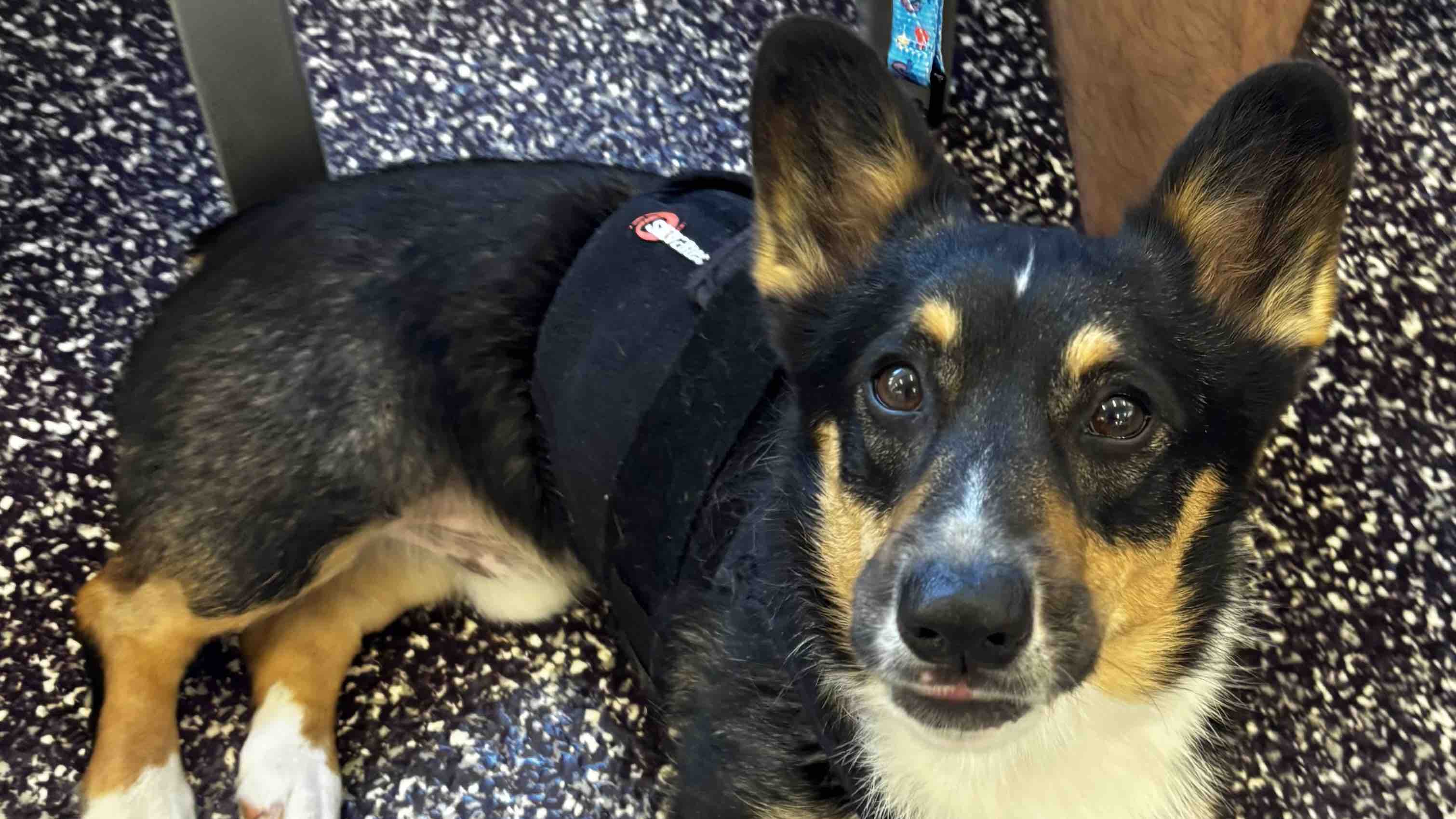 Fundraiser for Tammy Worfel by Shania Worfel : Save Wizard–The