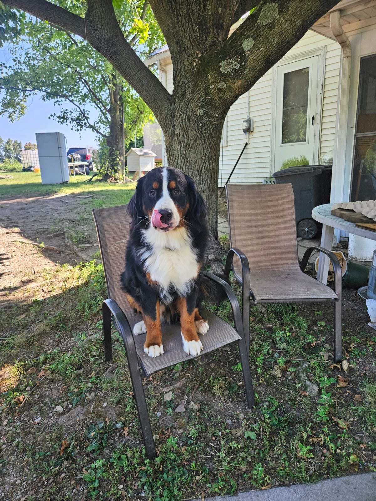 Help My Best Friend Moose Heal ❤️ campaign photo, 2 of 4