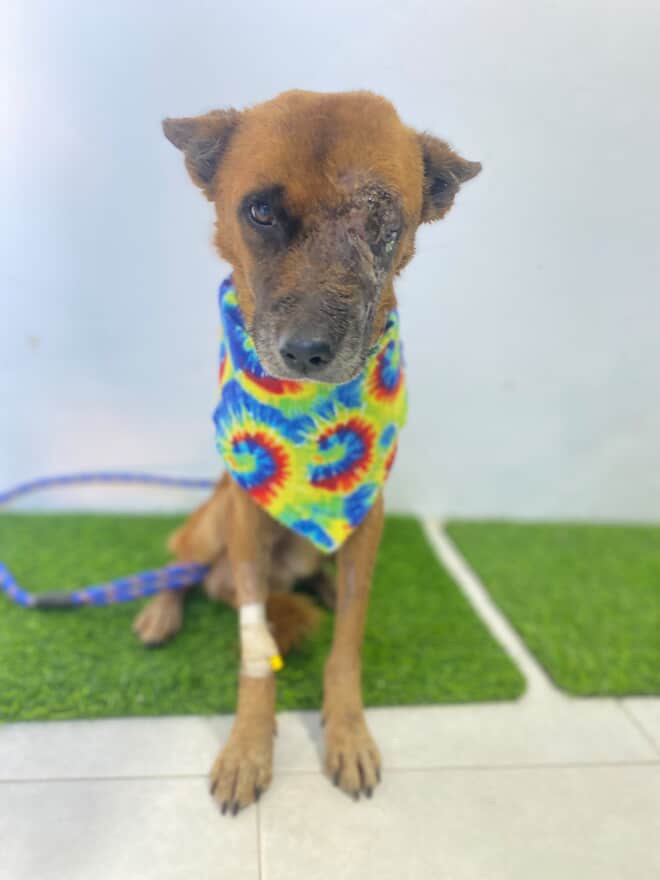 Urgent Support Needed for Animal Relocation campaign photo, 7 of 7