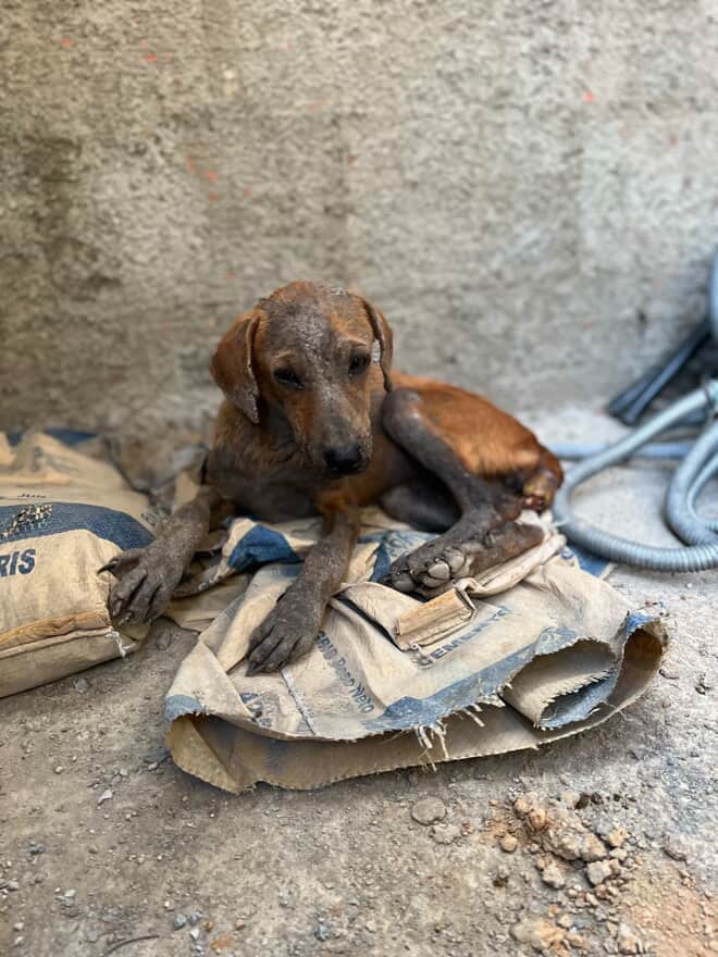 Urgent Support Needed for Animal Relocation campaign photo, 2 of 7