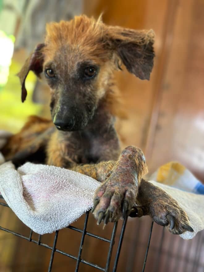 Urgent Support Needed for Animal Relocation campaign photo, 5 of 7