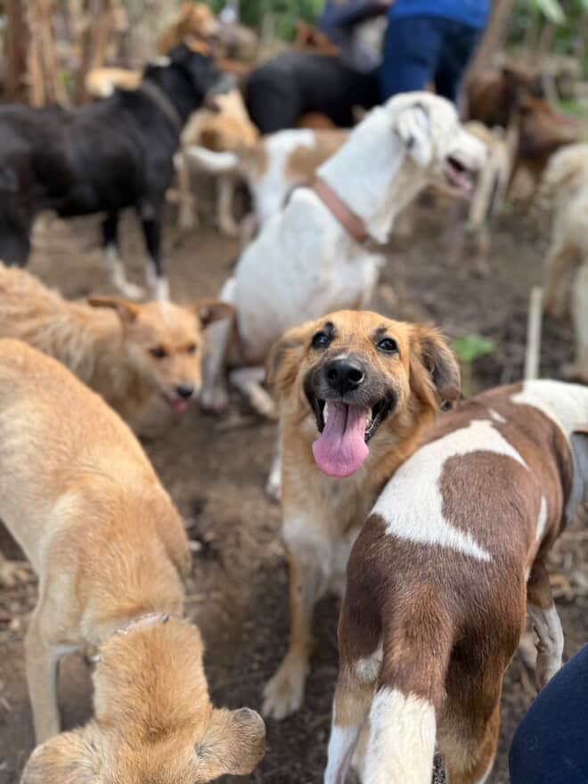 Urgent Support Needed for Animal Relocation campaign photo, 6 of 7