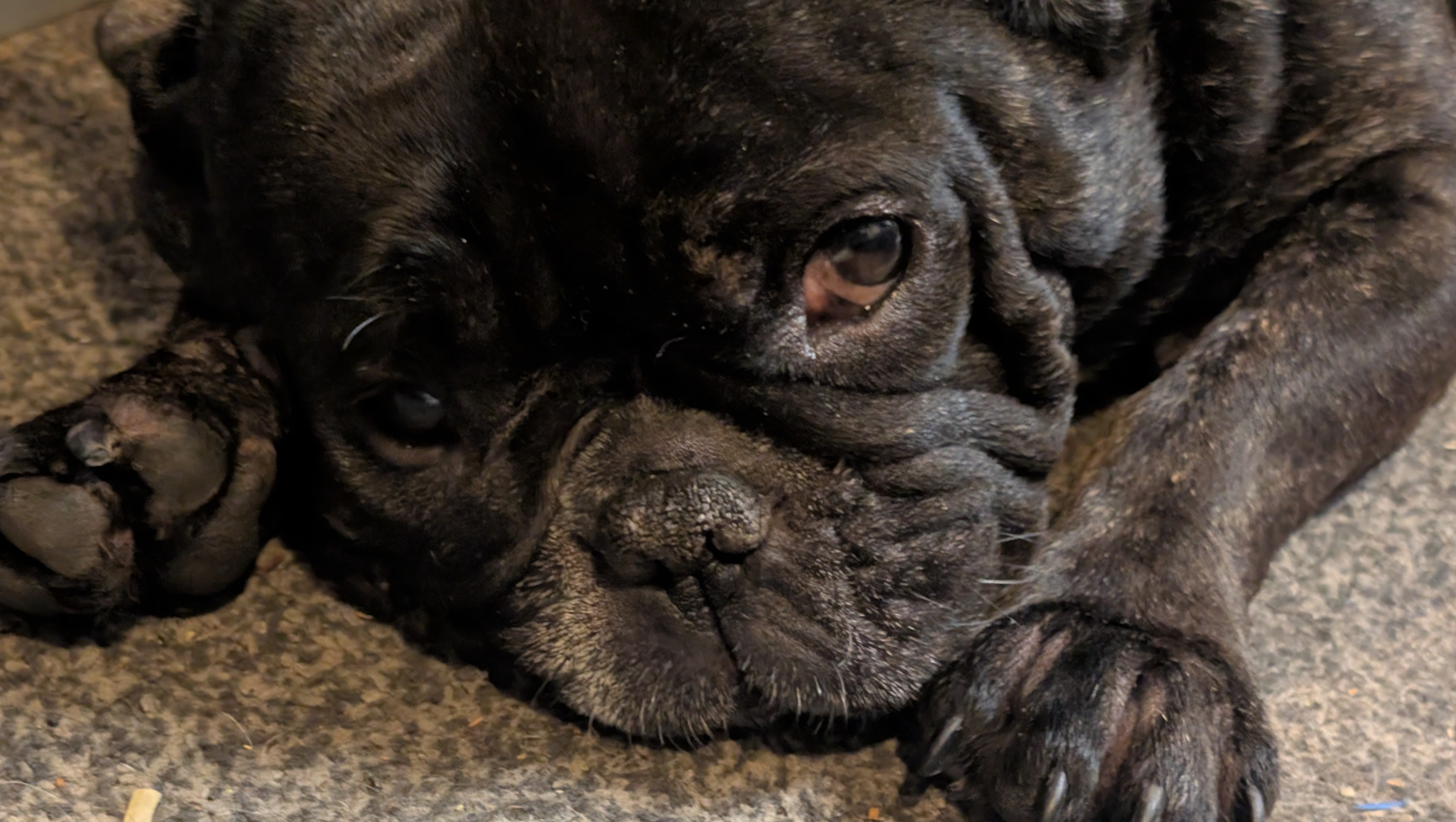 help my Frenchie photo