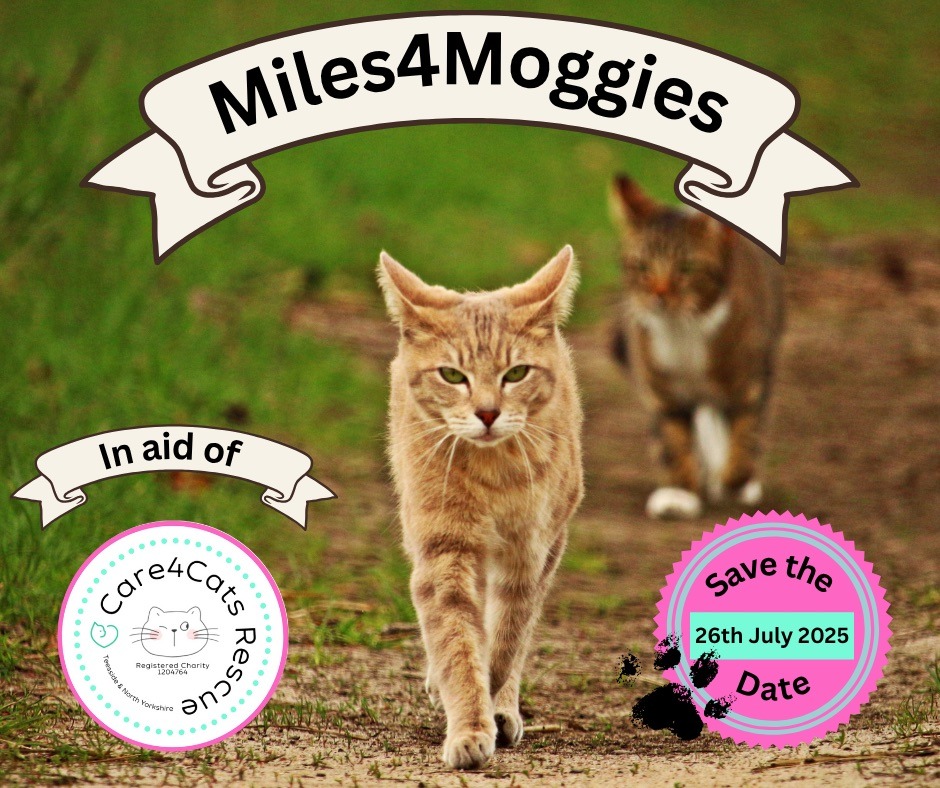 Miles4Moggies in aid of Care4Cats Rescue - T&NY campaign photo, 5 of 5