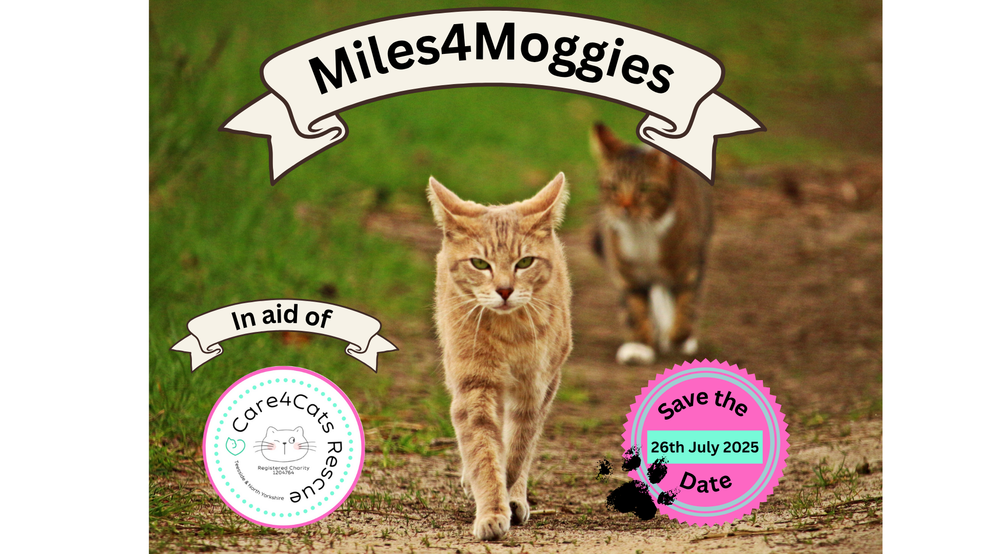 Miles4Moggies in aid of Care4Cats Rescue - T&NY campaign photo, 2 of 5