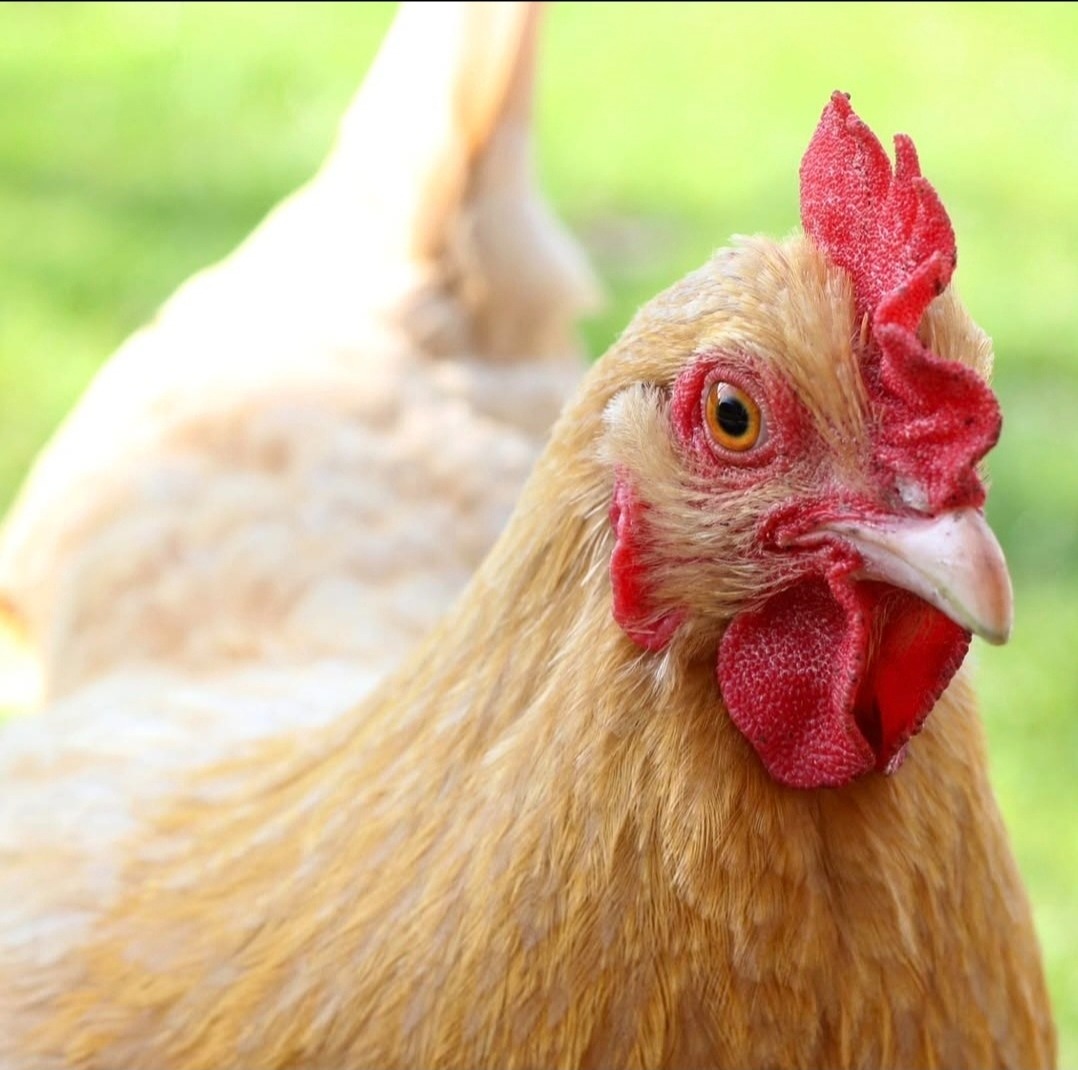 Help Support the Chickens & Cats of Black Flag Refuge  campaign photo, 2 of 6