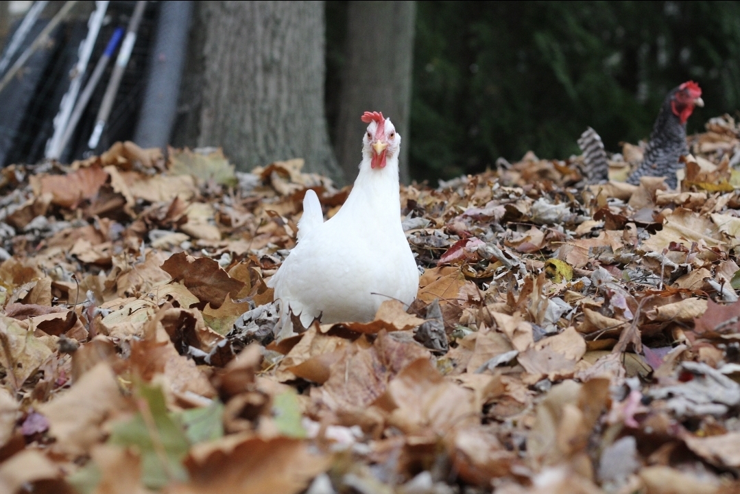 Help Support the Chickens & Cats of Black Flag Refuge  campaign photo, 4 of 6