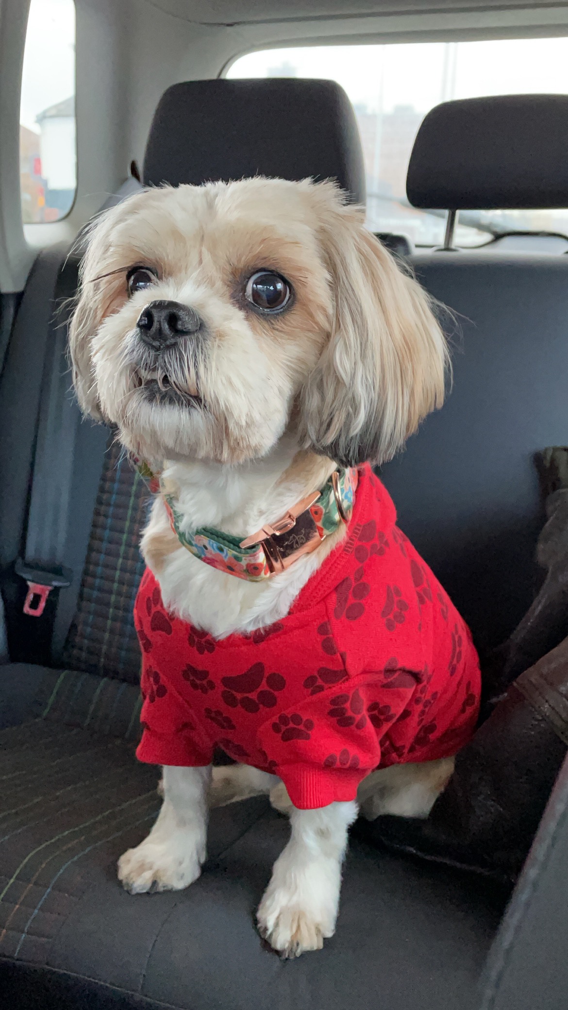 Paralyzed After a Fall -Help 15-Year-Old Darcy Get Care campaign photo, 2 of 8
