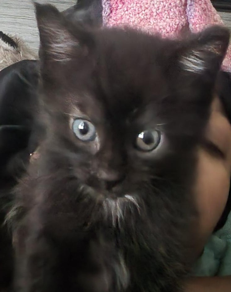 User-uploaded image 1