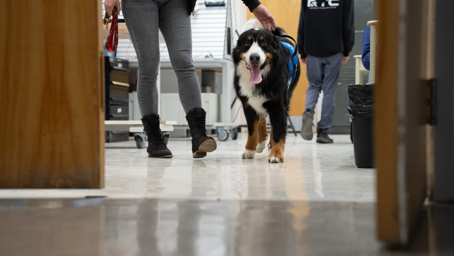 To buy an assistance dog for autisme photo