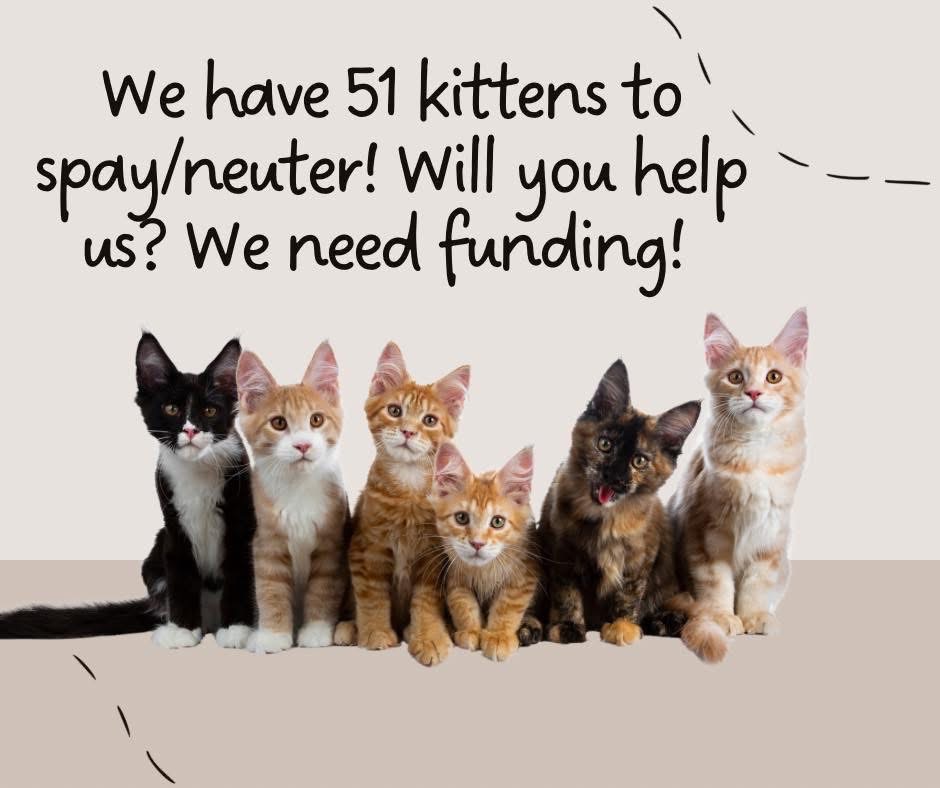 Saving lives, one kitten at a time! campaign photo, 2 of 4