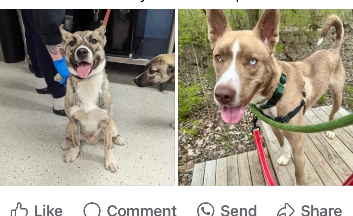 Help Reunite Two Dogs with  Mom campaign photo, 7 of 8