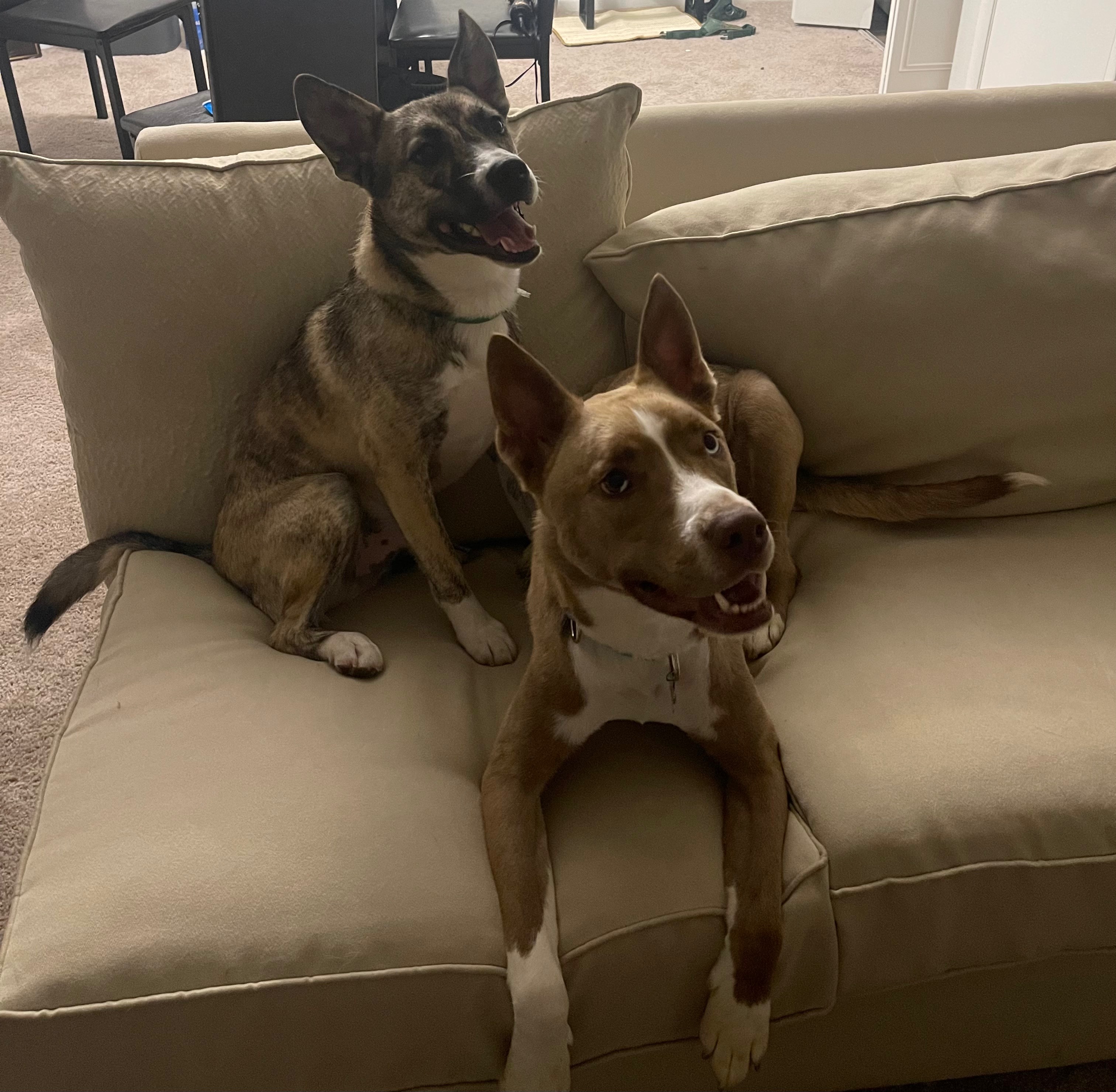 Help Reunite Two Dogs with  Mom campaign photo, 2 of 8